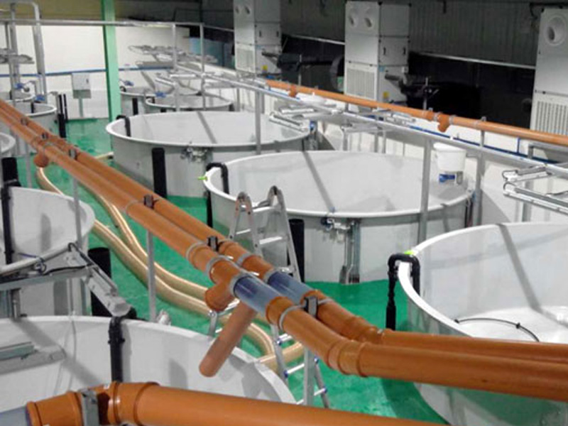 三文鱼养殖场低温热泵集中供暖项目